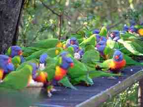 Gorge Wildlife Park - Attractions Sydney 4