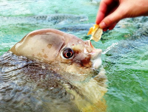Aquascene Fish Feeding Sanctuary - Attractions Sydney 1