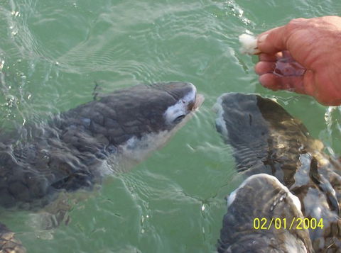 Aquascene Fish Feeding Sanctuary - Attractions Sydney 2