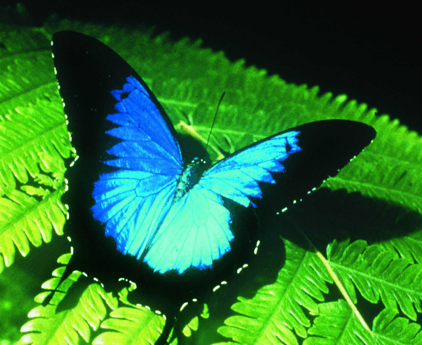 Australian Butterfly Sanctuary - Attractions Sydney
