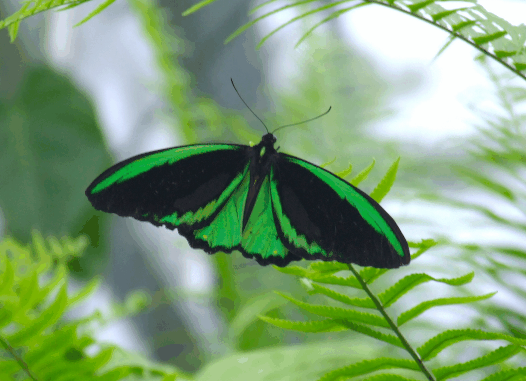 Australian Butterfly Sanctuary - Attractions Sydney 2