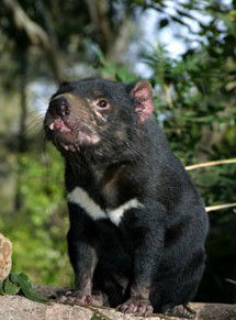Currumbin Wildlife Sanctuary - Attractions Sydney 7
