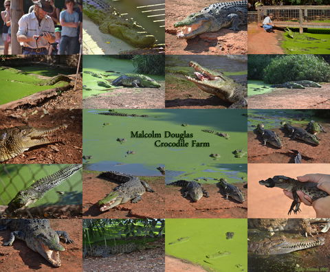 The Malcolm Douglas Crocodile Park - Attractions Sydney 0
