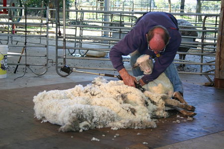 Caversham Wildlife Park - Attractions Sydney 3