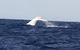 Australian Whale Watching - thumb 0