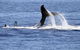 Australian Whale Watching - thumb 3