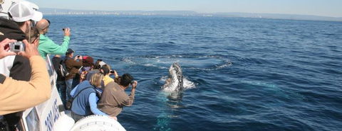 Australian Whale Watching - Attractions Sydney 7