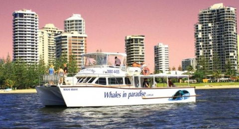 Australian Whale Watching - Attractions Sydney 8