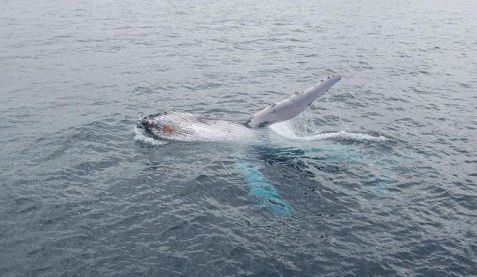Australian Whale Watching - Attractions Sydney 10