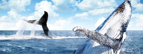 Australian Whale Watching - Attractions Sydney 11