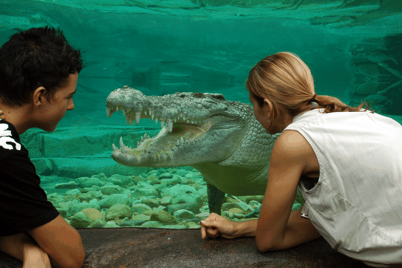 Cairns Wildlife Dome - Attractions Sydney 1