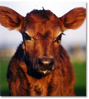 Chesterfield Farm - Attractions Sydney 1