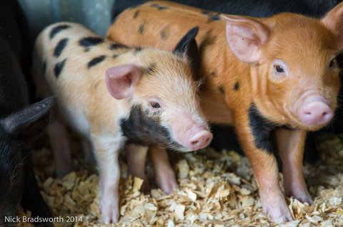 Chesterfield Farm - Attractions Sydney 4