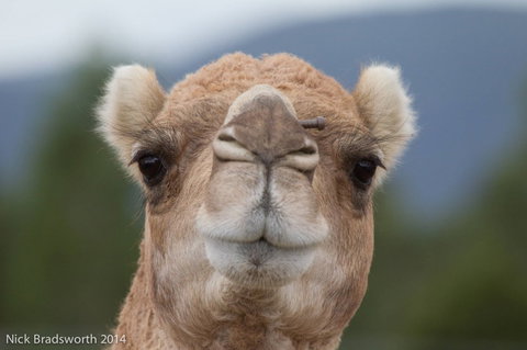 Chesterfield Farm - Attractions Sydney 5