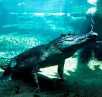 WILD LIFE Sydney Zoo - Attractions Sydney