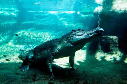 WILD LIFE Sydney Zoo - Attractions Sydney 0