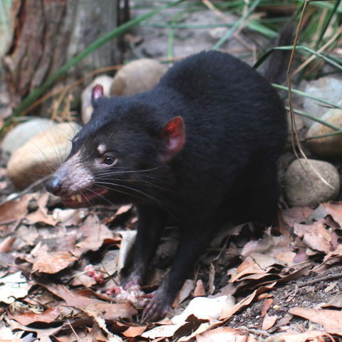 WILD LIFE Sydney Zoo - Attractions Sydney 5