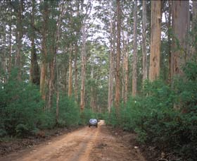 Boranup Drive - Attractions Sydney 0