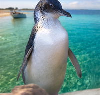 Penguin Island - Attractions Sydney
