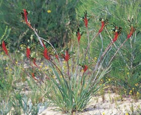 Kalbarri Wildflower Centre - Attractions Sydney 0