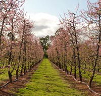 Raeburn Orchards - Attractions Sydney