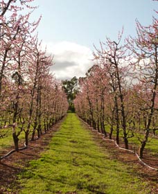Raeburn Orchards - Attractions Sydney 0