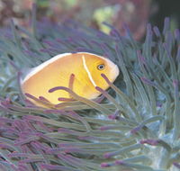 Rowley Shoals - Attractions Sydney