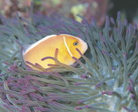 Rowley Shoals