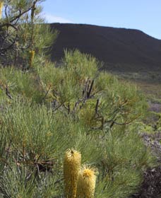 Lesueur Walk Trail, Mount Lesueur - Attractions Sydney 0