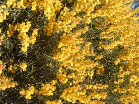Dalwallinu Remnant Bushland - Attractions Sydney 0