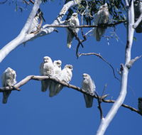 Carawine Gorge - Attractions Sydney