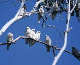 Carawine Gorge - Attractions Sydney 0