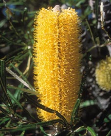 Moore River National Park - Attractions Sydney 0