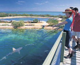 Shark Bay Marine Park - Attractions Sydney 0