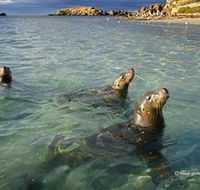 Shoalwater Islands Marine Park - Attractions Sydney