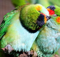 Rainbow Jungle - The Australian Parrot Breeding Centre - Attractions Sydney