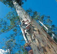 Dave Evans Bicentennial Tree - Attractions Sydney