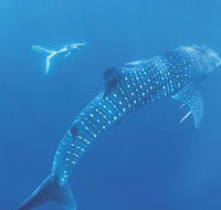 Ningaloo Marine Park - Attractions Sydney