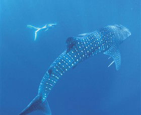 Ningaloo Marine Park - Attractions Sydney 0