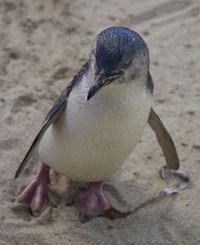 Penguin Island Boardwalks and Walk Trail