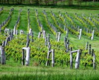 Sienna Estate Winery