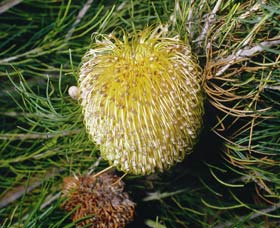 Gidgegannup WA Attractions Sydney