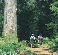 Gloucester Tree - Attractions Sydney