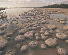 Yalgorup National Park - Attractions Sydney 0