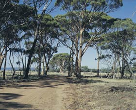 Lake Dumbleyung - Attractions Sydney 0
