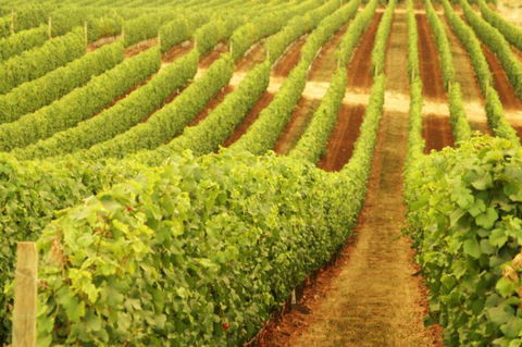 Xanadu Wines - Attractions Sydney 0
