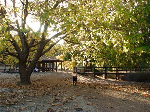 Golden Valley Tree Park - Attractions Sydney 1