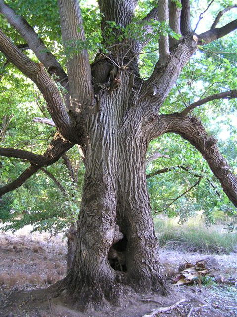 Golden Valley Tree Park - Attractions Sydney 2