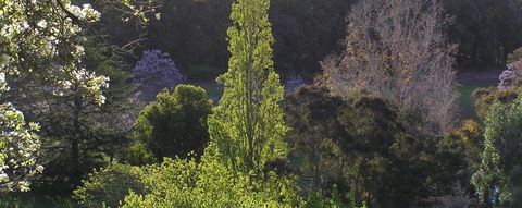 Golden Valley Tree Park - Attractions Sydney 3