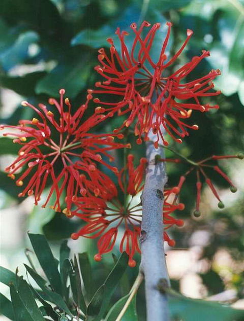 Golden Valley Tree Park - Attractions Sydney 4